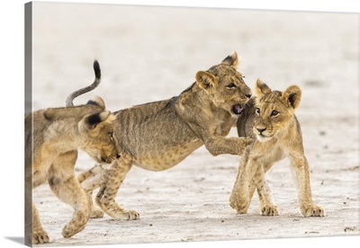 Lion (Panthera Leo) Cubs Playing, Kgalagadi Transfrontier Park, South Africa, Africa