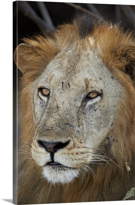 Lion, Selous Game Reserve, Tanzania