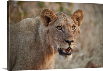 Lion, young male, Ruaha National Park, Tanzania