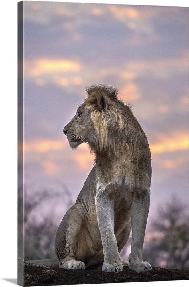 Lion (Panthera leo) at dawn, Zimanga private game reserve, KwaZulu-Natal, South Africa, Africa