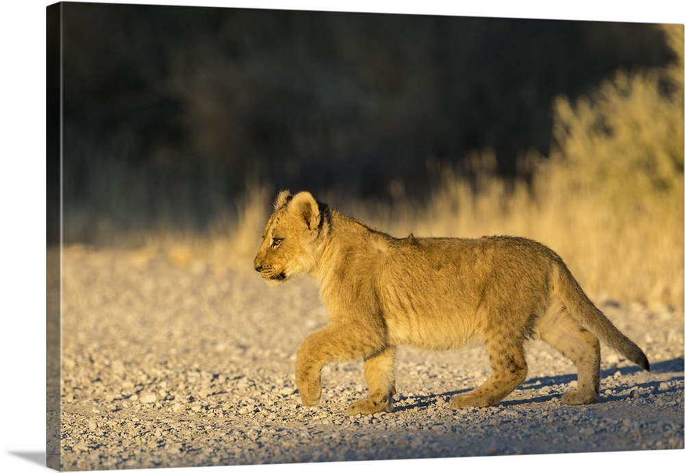 Lion (Panthera leo) cub, Kgalagadi Transfrontier Park, South Africa, Africa