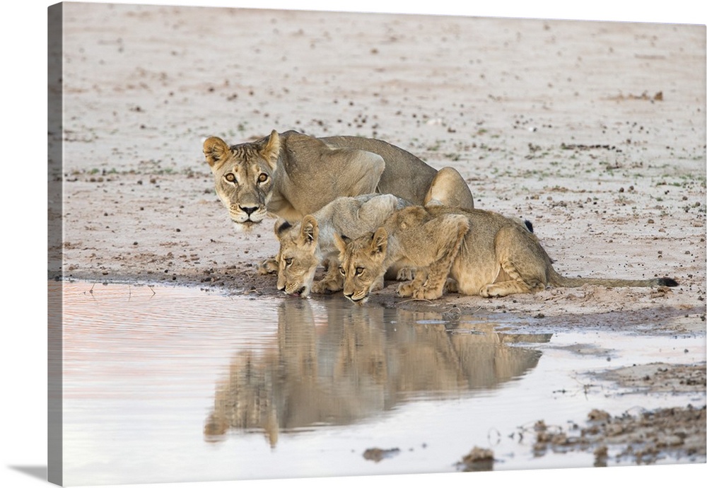 Lioness and cubs (Panthera leo) at water, Kgalagadi Transfrontier Park, South Africa, Africa.