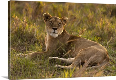 Lioness In Savanna, Masai Mara National Park, Kenya