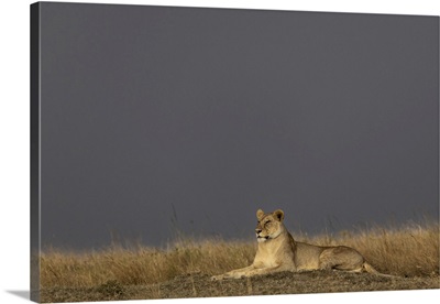 Lioness, Masai Mara, Kenya, Africa
