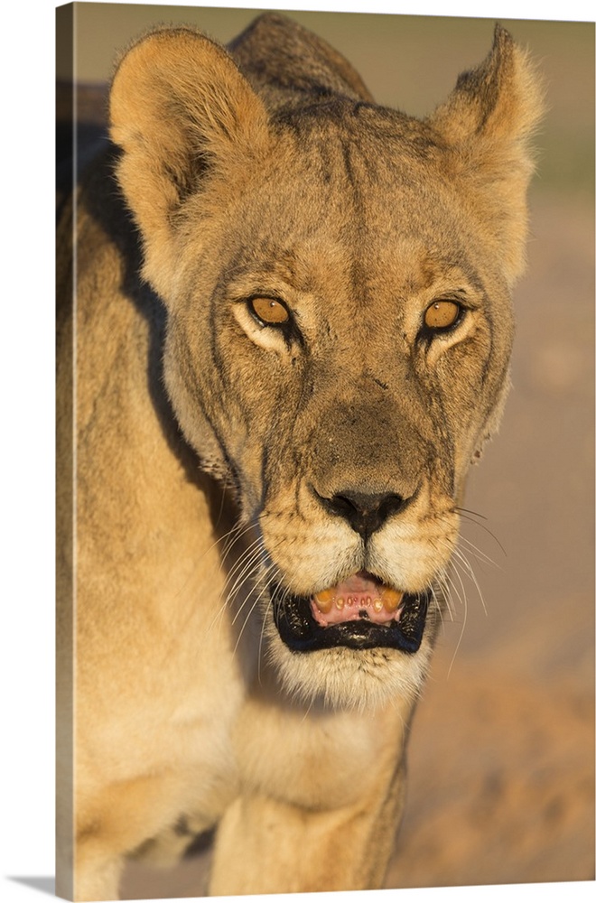 Lioness (Panthera leo) in the Kalahari, Kgalagadi Transfrontier Park, Northern Cape, South Africa, Africa