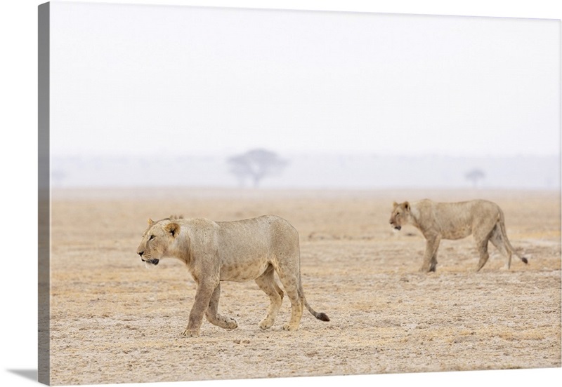 Lion A ferocious carnivore with a reputation for stalking Yoga Mat