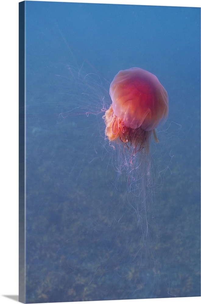 Lion's mane jellyfish, Prince William Sound, Alaska