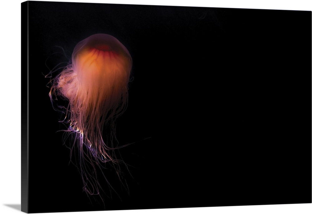 Lion's mane jellyfish, Prince William Sound, Alaska