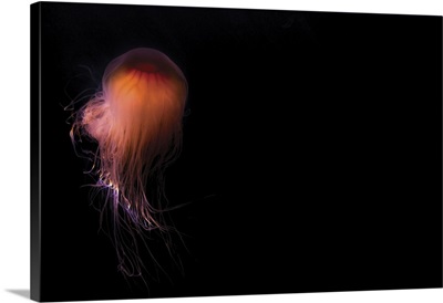 Lion's mane jellyfish, Prince William Sound, Alaska