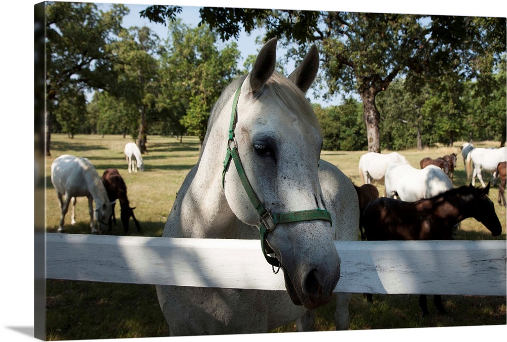 Lipizaner horses in the world famous Lipizaner horses farm, Lipica, Slovenia