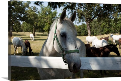 Lipizaner horses in the world famous Lipizaner horses farm, Lipica, Slovenia