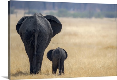 Little And Large, Elephant Calf And Mother, Hwange National Park, Zimbabwe