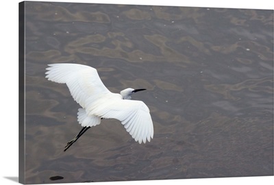 Little egret flying low over the Tamsui River estuary, Tamsui, Taiwan