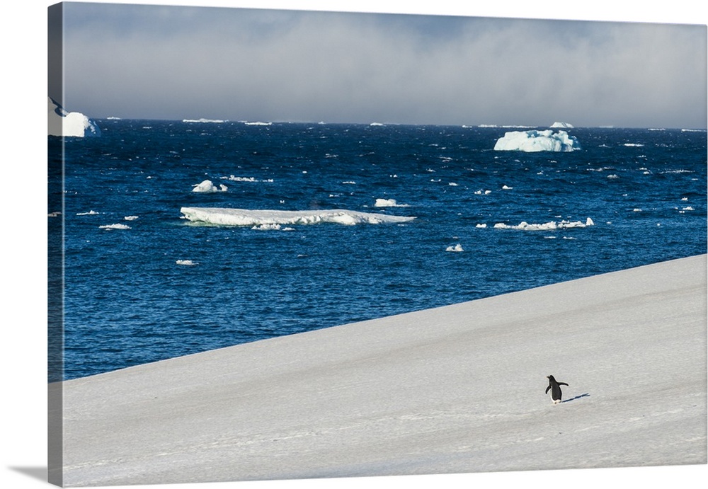 Little gentoo penguin walking on a glacier, Brown Bluff, Antarctica, Polar Regions