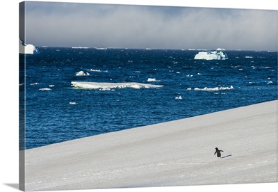 Little gentoo penguin walking on a glacier, Brown Bluff, Antarctica