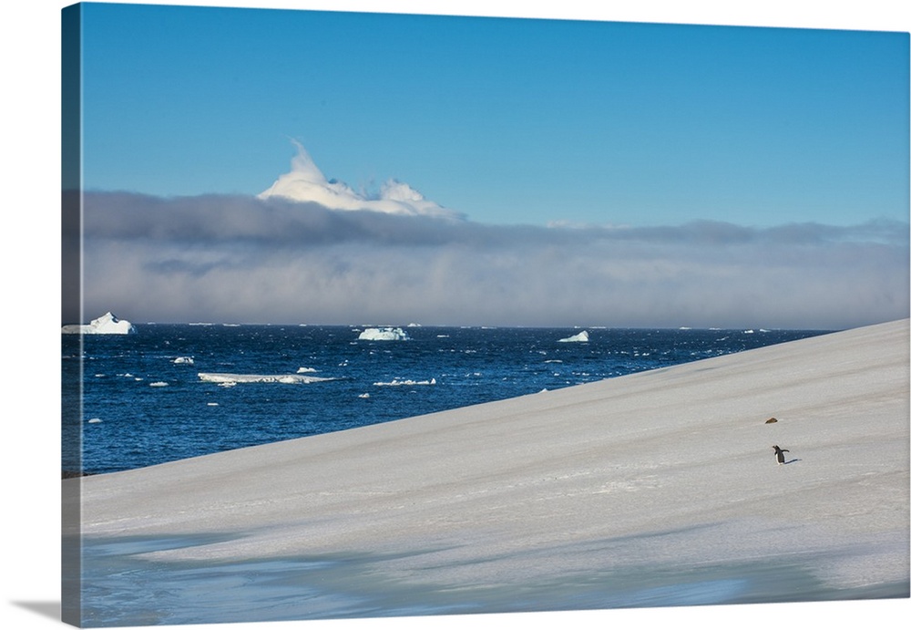 Little gentoo penguin walking on a glacier, Brown Bluff, Antarctica, Polar Regions
