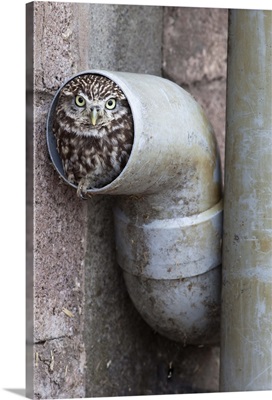 Little owl (Athene noctua) in drainpipe, captive, UK