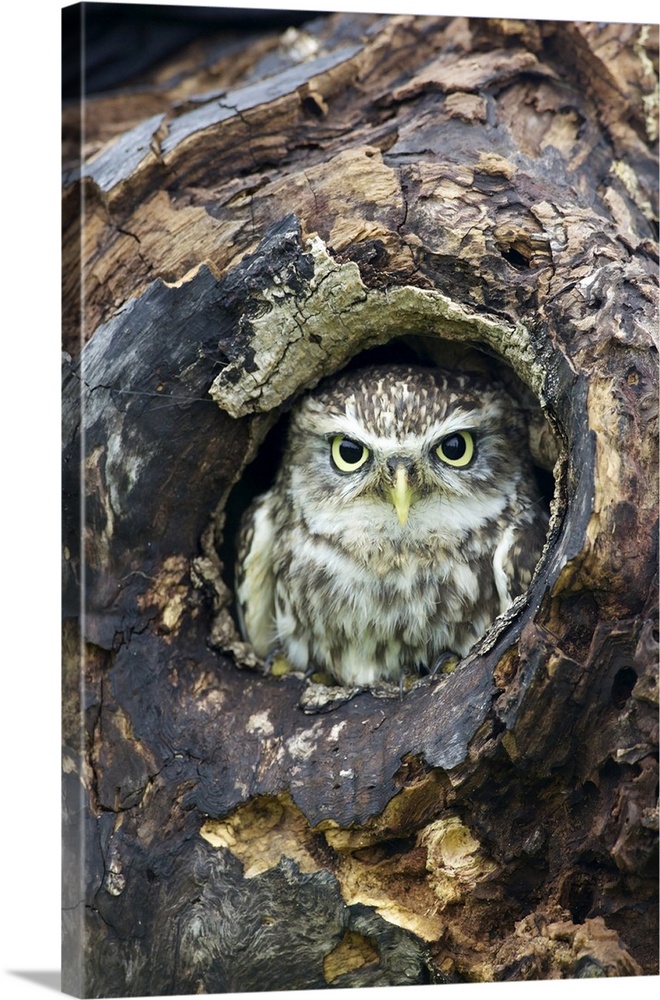 Little Owl (Athene noctua), captive, Barn Owl Centre, Gloucestershire, England, United Kingdom, Europe