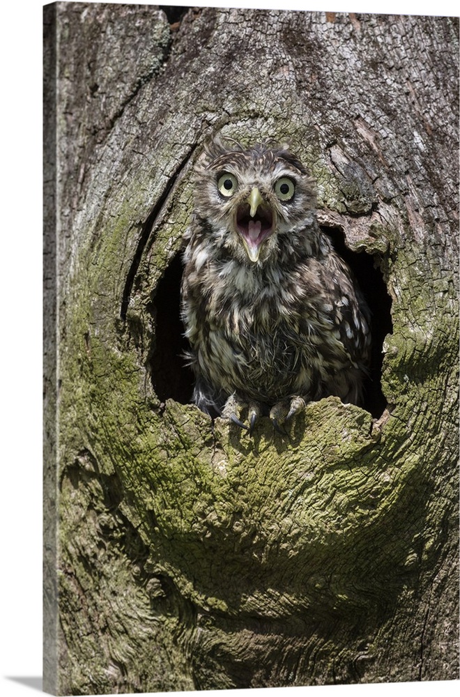 Little owl (Athene noctua), captive, United Kingdom, Europe