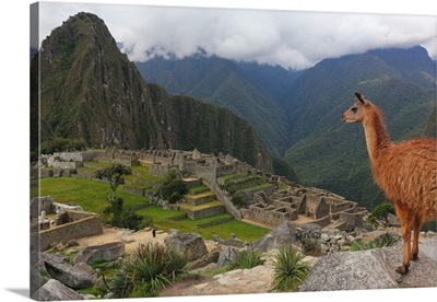 Llama standing at Machu Picchu viewpoint, Peru