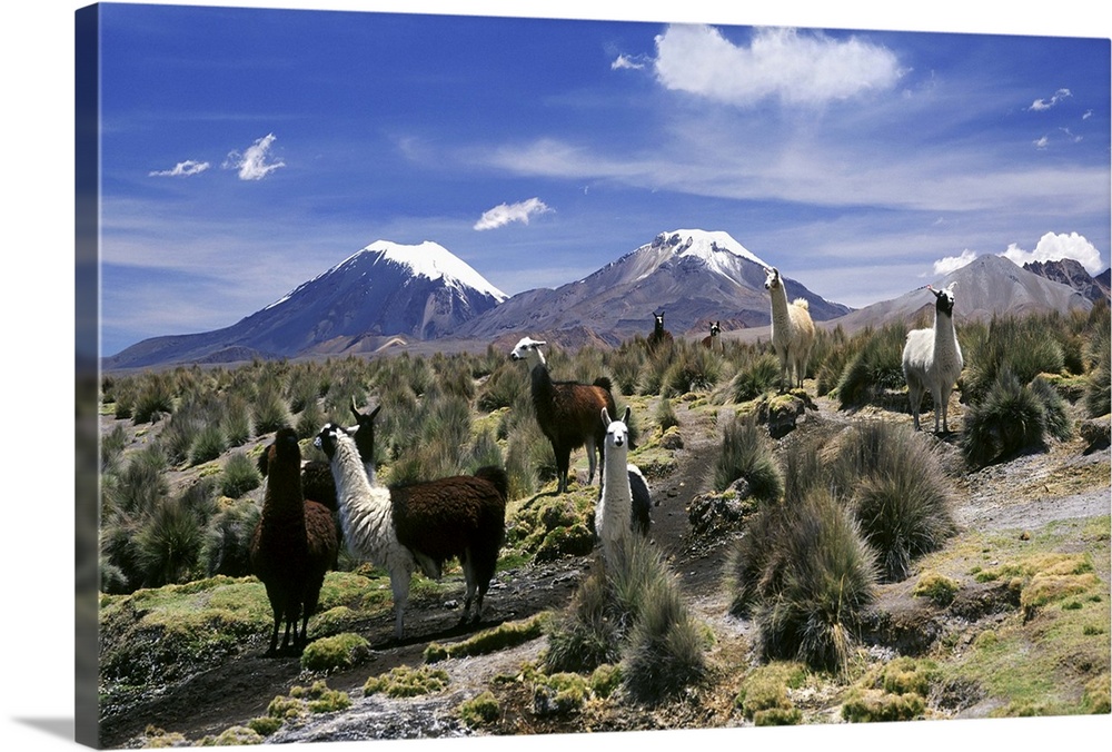Llamas in Sajama National Park the volcanoes of Parinacota and Pomerata, Bolivia