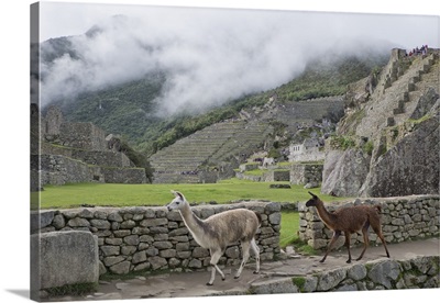Llamas roaming in the Inca ruins of Machu Picchu, Peru