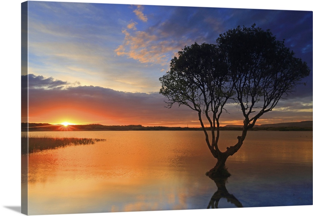 Lone tree at sunset, Kenfig Pool, Kenfig Nature Reserve, South Wales, United Kingdom, Europe