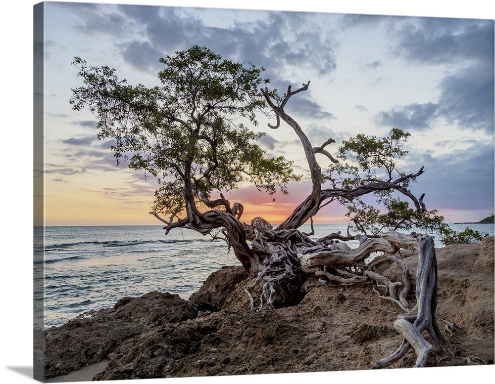 Lone Tree by the Jack Sprat Beach at sunset, Treasure Beach, Saint Elizabeth Parish, Jamaica, West Indies, Caribbean, Cent...