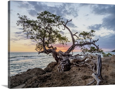 Lone Tree By The Jack Sprat Beach At Sunset, Jamaica, West Indies, Caribbean