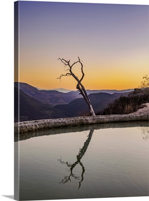 Lone Tree By The Pool, Hierve El Agua, San Lorenzo Albarradas, Oaxaca, Mexico