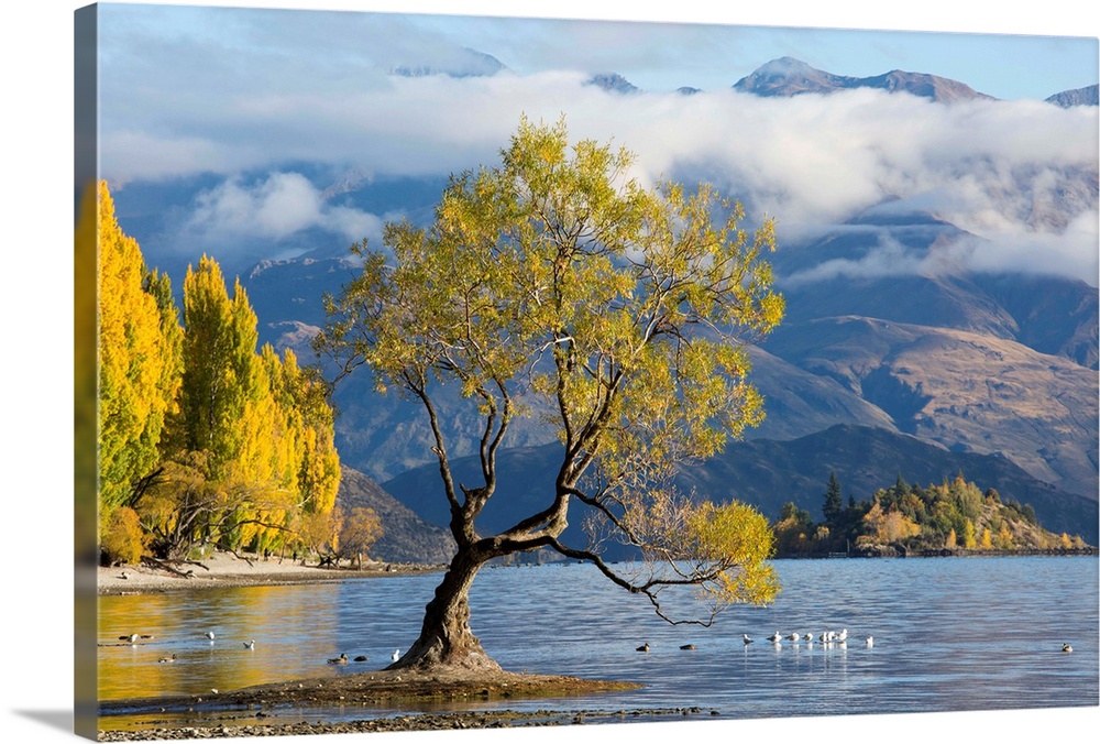 Lone willow tree growing at the edge of Lake Wanaka, autumn, Roys Bay, Wanaka, Queenstown-Lakes district, Otago, South Isl...