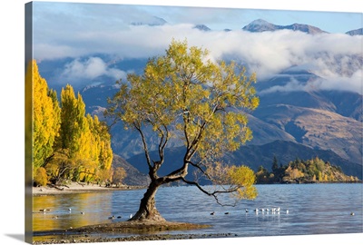 Lone willow tree growing at the edge of Lake Wanaka, New Zealand