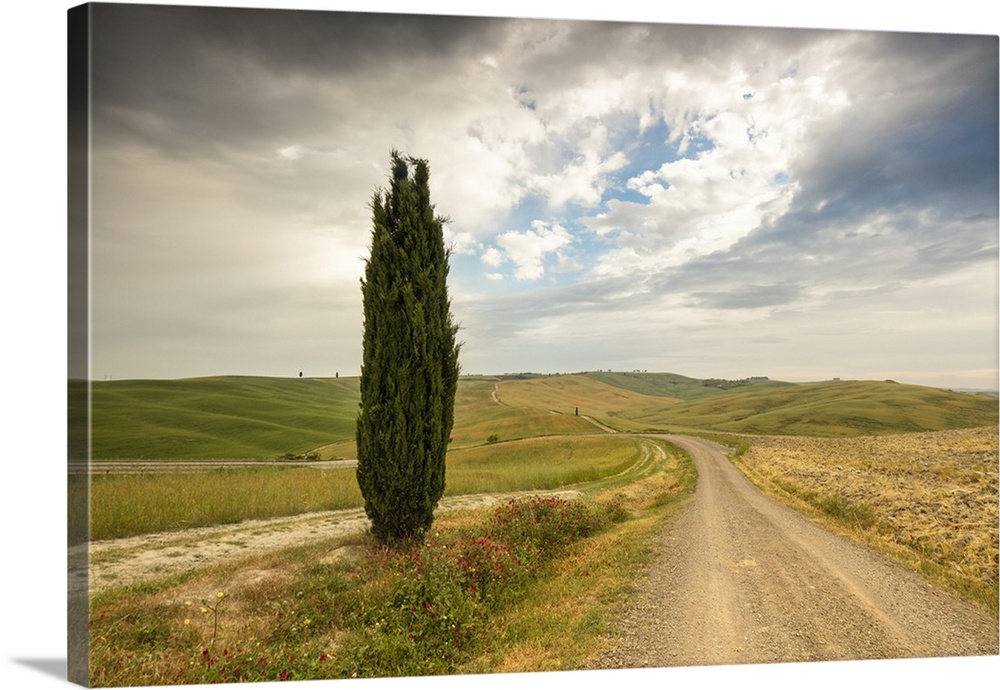 Lonely tree and asphalt road in the gentle green hills of Val d'Orcia, Province of Siena, Tuscany, Italy