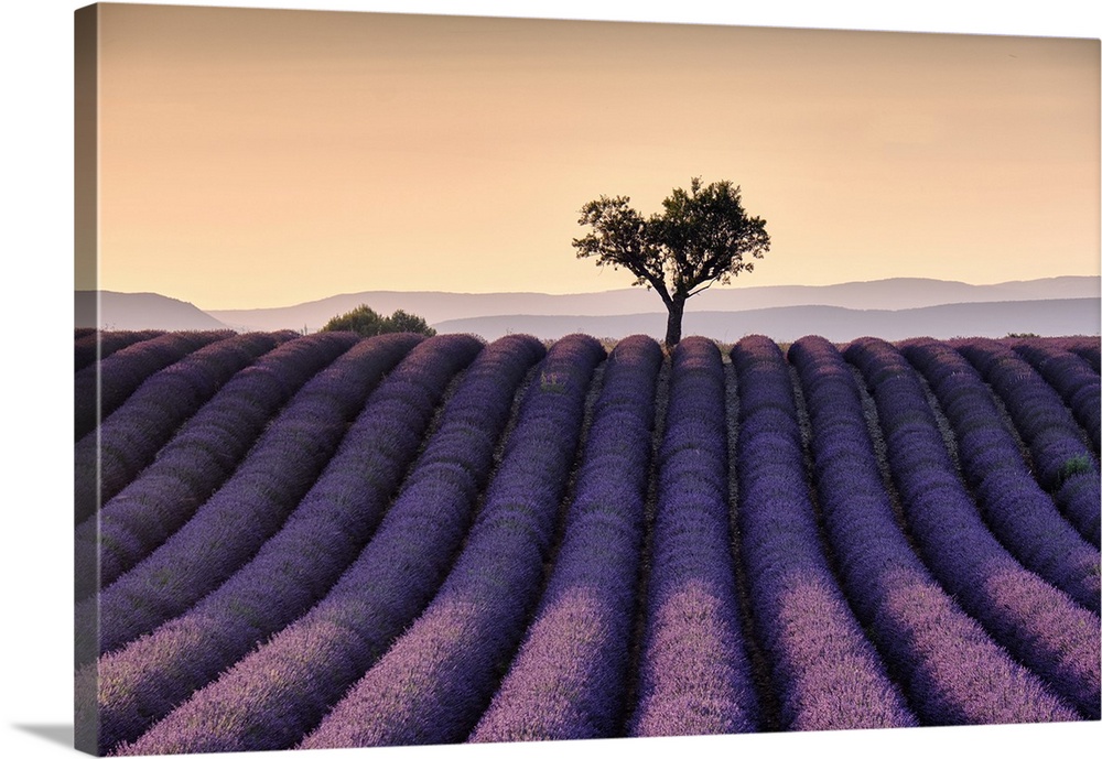 Lonely tree on top of a lavender field at sunset, Valensole, Provence, France, Europe