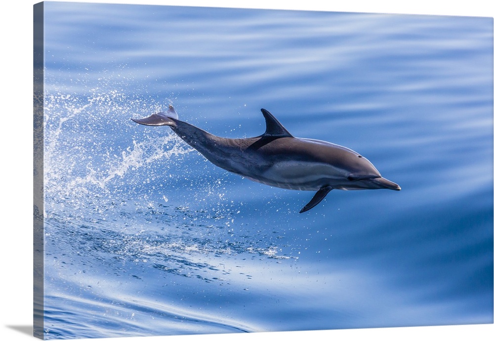 Long-beaked common dolphin (Delphinus capensis) leaping near Isla Santa Catalina, Baja California Sur, Mexico, North America