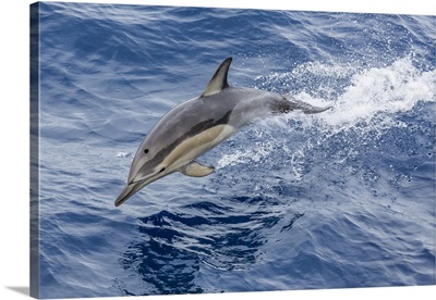 Long-Beaked Common Dolphin Leaping Near White Island, North Island, New Zealand