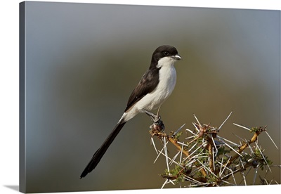 Long-tailed fiscal, Selous Game Reserve, Tanzania
