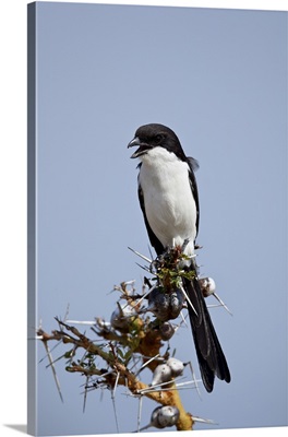 Long-tailed fiscal, Selous Game Reserve, Tanzania