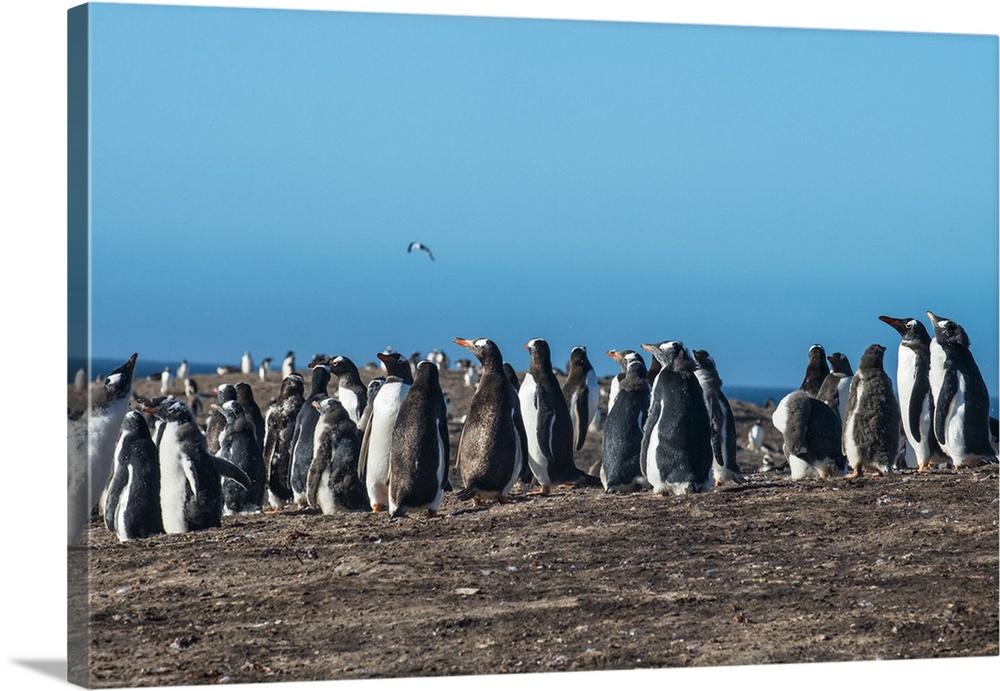Long-tailed gentoo penguin colony (Pygoscelis papua), Saunders Island, Falklands, South America
