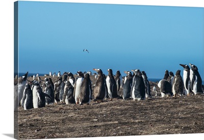 Long-tailed gentoo penguin colony Saunders Island, Falklands