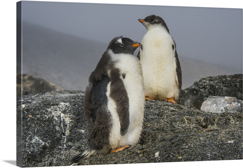Long-tailed gentoo penguins (Pygoscelis papua), Gourdin Island, Antarctica, Polar Regions
