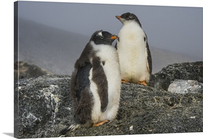 Long-tailed gentoo penguins Gourdin Island, Antarctica