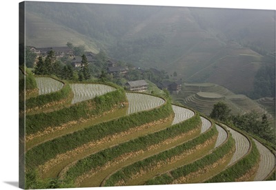 Longsheng terraced ricefields in June, Guangxi Province, China, Asia