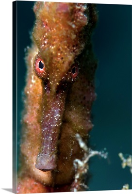 Longsnout seahorse, Dominica, West Indies, Caribbean