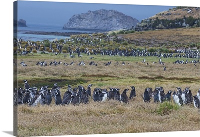 Magellanic penguin colony, Carcass Island, West Falklands, Falkland Islands