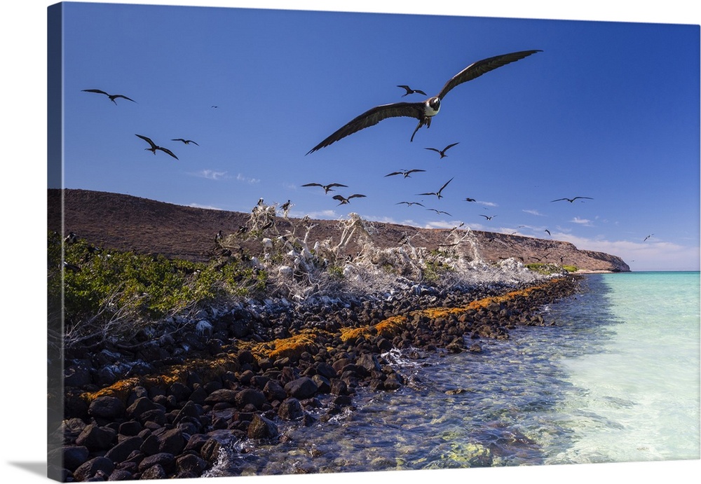 Magnificent frigatebird (Fregata magnificens), breeding colony in Bahia Gabriel, Isla del Espiritu Santo, Baja California ...