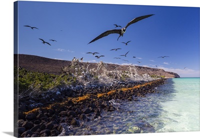 Magnificent Frigatebird Breeding Colony In Bahia Gabriel, Baja California, Sur, Mexico