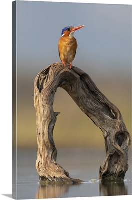 Malachite Kingfisher, Zimanga Game Reserve, Kwazulu-Natal, South Africa, Africa