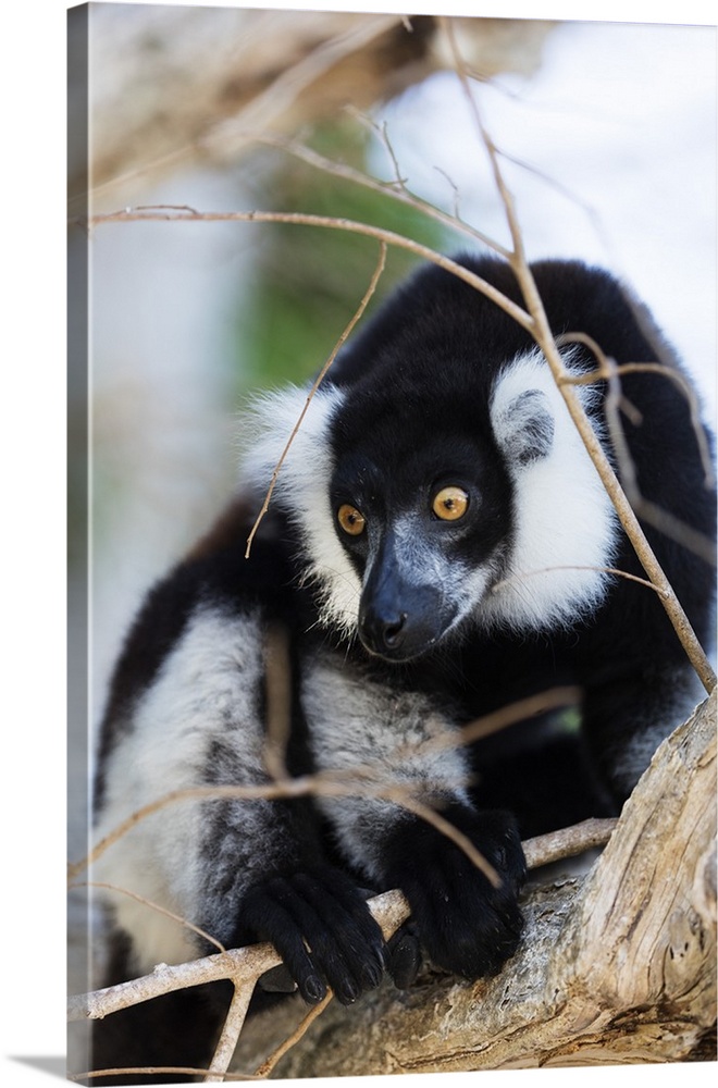 Male black-and-white ruffed lemur (Varecia variegata), Nosy Iranja, northern area, Madagascar, Africa
