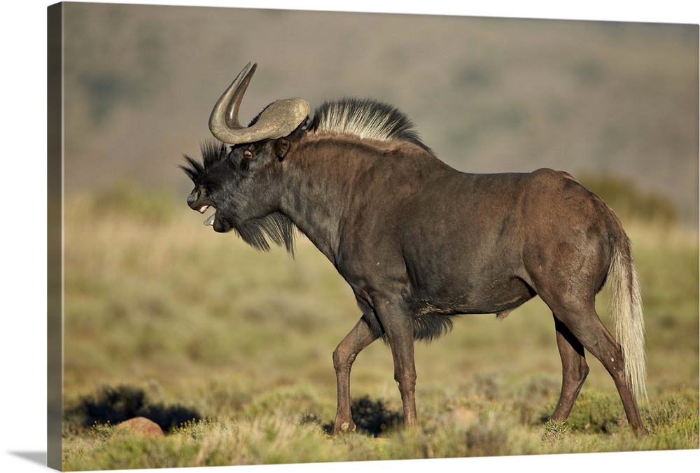Male black wildebeest (white-tailed gnu (Connochaetes gnou) calling, Mountain Zebra National Park, South Africa, Africa.